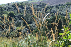 Setaria sphacelata sphacelata