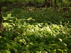 Stachyphrynium spicatum