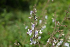 Equilabium laxiflorum