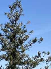 Pseudotsuga macrocarpa