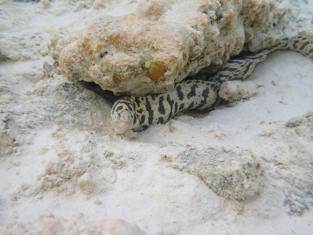 Photo of Chain moray (Echidna catenata)
