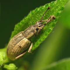 Aphrastus taeniatus