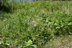 Equilabium laxiflorum