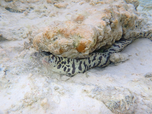 Photo of Chain moray (Echidna catenata)