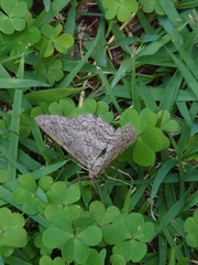 Lepidoptera