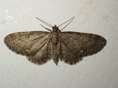 Eupithecia vulgata