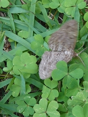 Lepidoptera