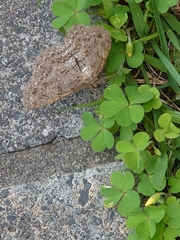 Lepidoptera