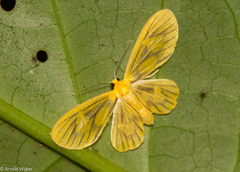 Oncopus citrosa