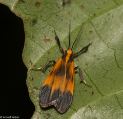 Lycomorphodes