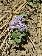 Ceanothus prostratus