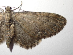 Eupithecia vulgata