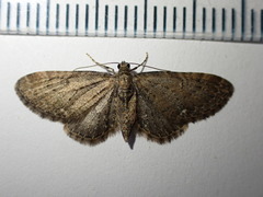Eupithecia vulgata