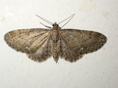 Eupithecia vulgata