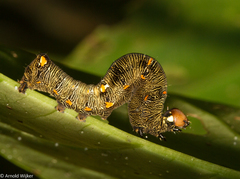 Gonodonta