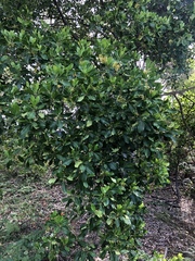 Acronychia imperforata