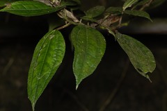 Pilea funkikensis