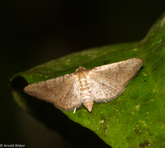 Banisia placida