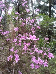 Rhododendron noriakianum