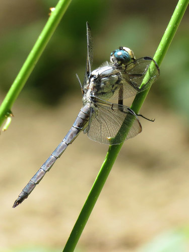 Great Blue Skimmer photo 3