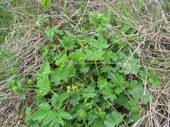 Alchemilla xanthochlora