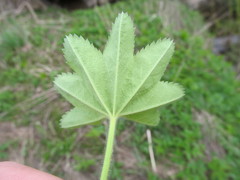 Alchemilla xanthochlora