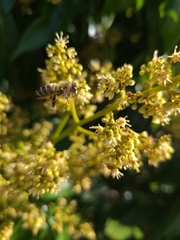 Apis mellifera