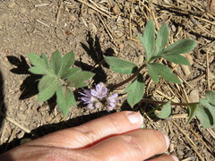Hydrophyllum alpestre