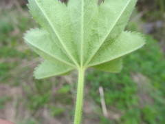Alchemilla xanthochlora