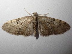 Eupithecia dodoneata