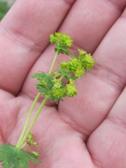 Alchemilla xanthochlora