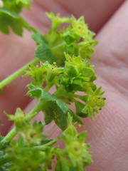Alchemilla xanthochlora