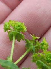 Alchemilla xanthochlora