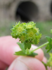 Alchemilla xanthochlora