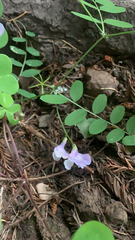 Lathyrus torreyi