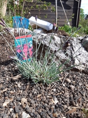 Dianthus gratianopolitanus