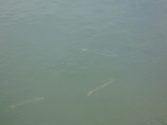 Menticirrhus undulatus