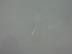 Menticirrhus undulatus