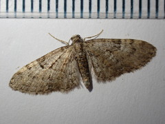 Eupithecia dodoneata