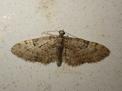 Eupithecia dodoneata