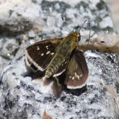 Amblyscirtes reversa