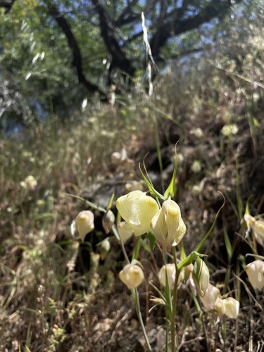 iNaturalist observation photo of White Globe Lily