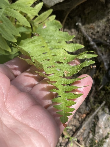 iNaturalist observation photo of California Polypody