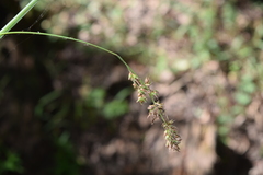Carex zuluensis