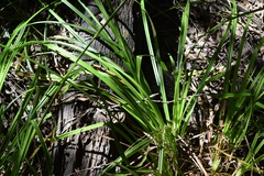 Carex zuluensis