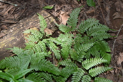 Pteris friesii