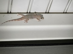 Hemidactylus turcicus