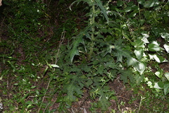 Berkheya debilis