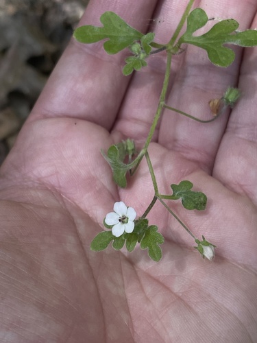 iNaturalist observation photo of White nemophila
