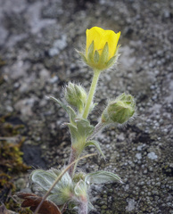 Potentilla kuznetzowii